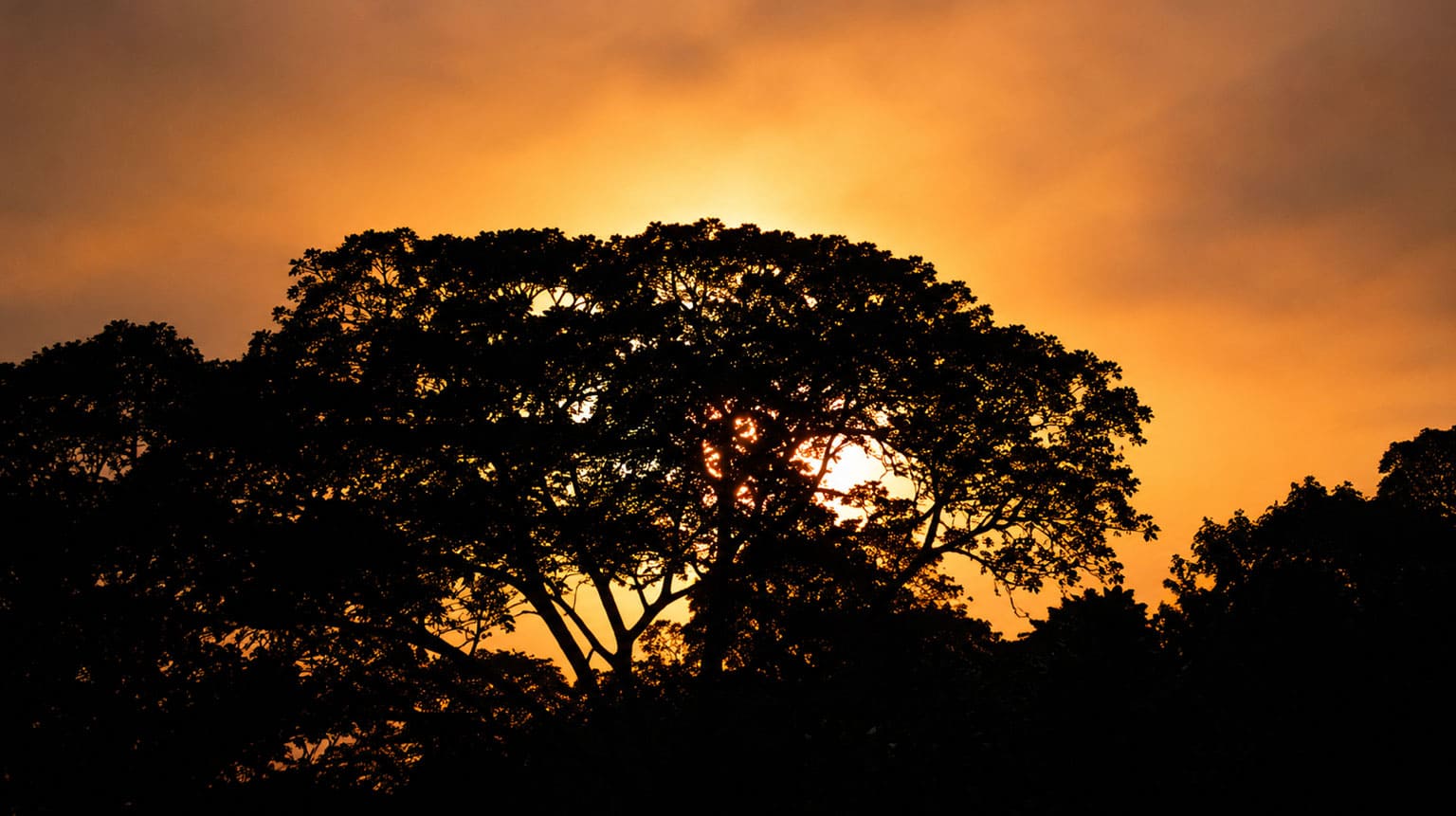 Manu National Park and Pantanal Amazon experiences